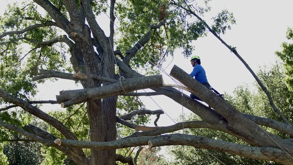 Professional Crown Thinning performed by certified arborists in Port Wing